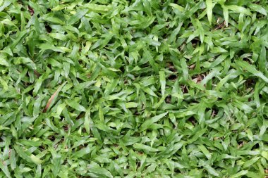 yeşil çim alan ve perspektif için çok purpos alan kopyalamak için