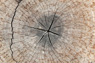 köknar ahşap dilim eski ahşap doku.