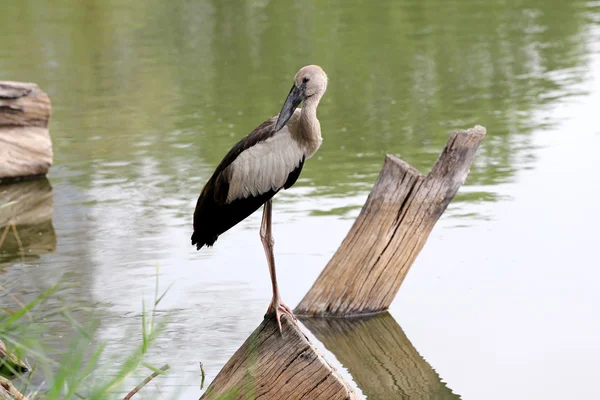 Egret o Pelicans in piedi sul legno del parco pubblico . — Foto Stock