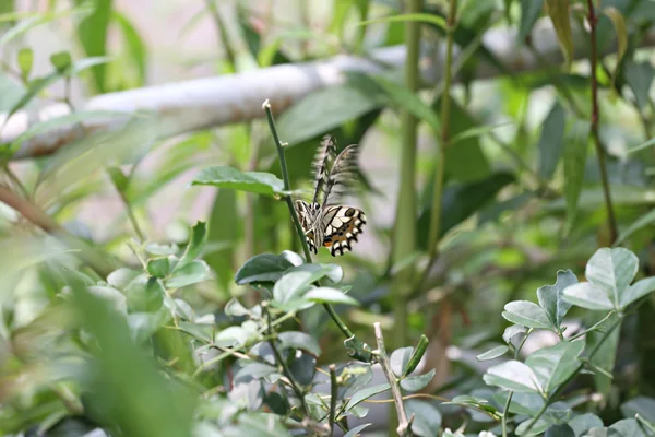 Tropisches Schmetterlingsinsekt thront auf einer Baumkrone im öffentlichen Park — Stockfoto