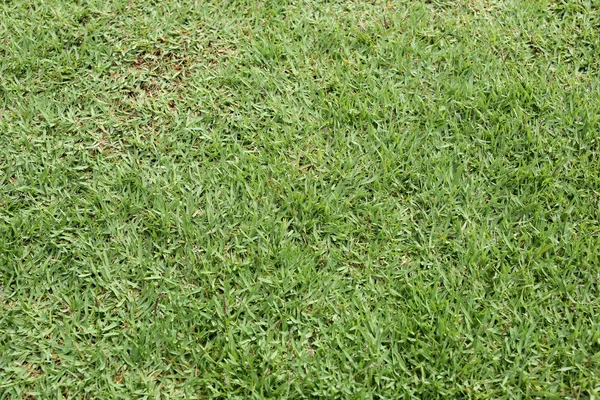 Campo de grama verde e perspectiva para copiar espaço para multi purpos — Fotografia de Stock