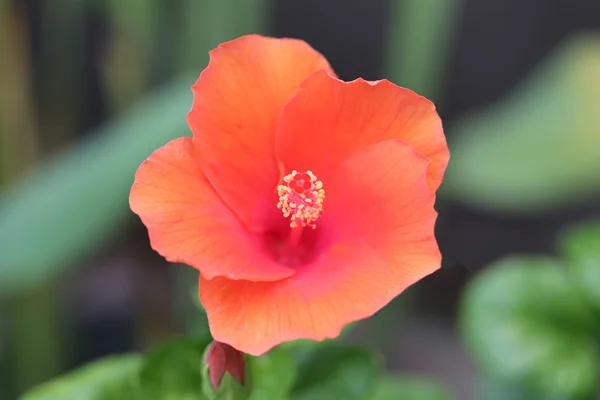 Rode tropische bloemen zijn bloei in de tuin. — Stockfoto