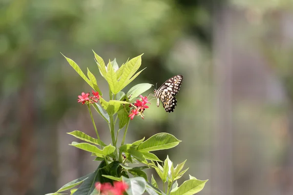 Inseto tropical de borboleta empoleirado em uma copa de árvore no parque público — Fotografia de Stock