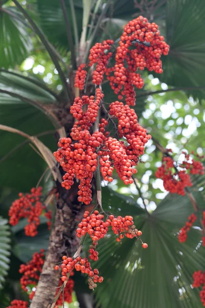 Frutto di balan su albero di palma tropicale . — Foto Stock