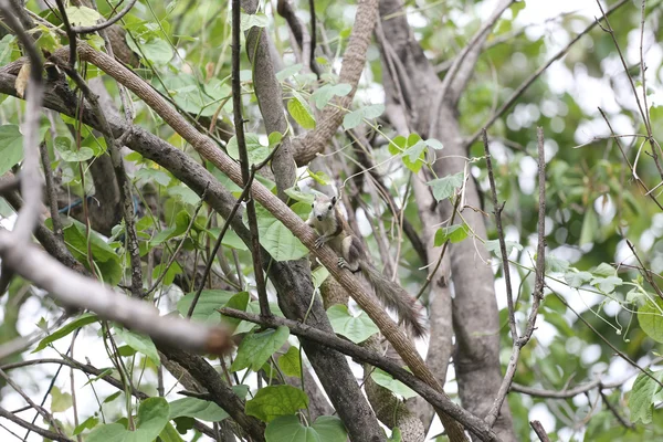 Ardilla en el árbol de ramas . — Foto de Stock