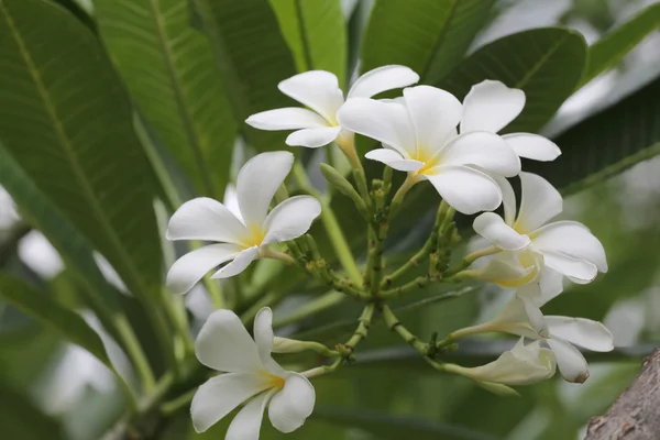 Witte plumeria of frangipani bloem bloei op boom. — Stockfoto