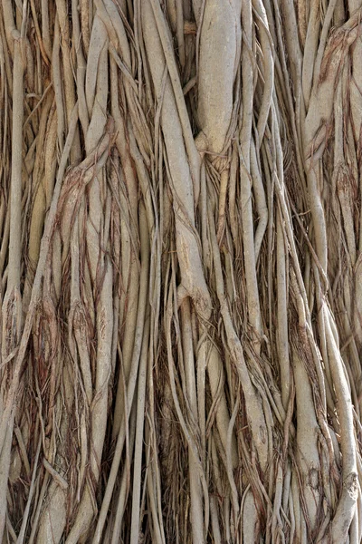 Radici o tronco dell'albero di banyan nel giardino . — Foto Stock