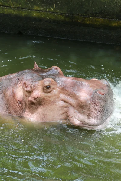 Гіпопотумус для замочування води . — стокове фото