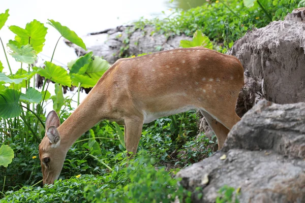 森の中の鹿や若いハート動物. — ストック写真