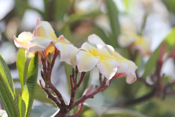 Plumeria blanca o flor de frangipani. —  Fotos de Stock