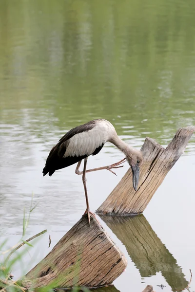 Czapla lub pelikany stojąc na drewno publiczny Park. — Zdjęcie stockowe