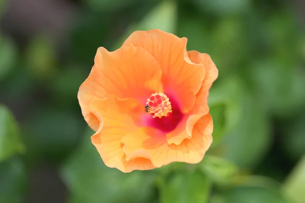 花园里盛开着橙色的热带花. — 图库照片