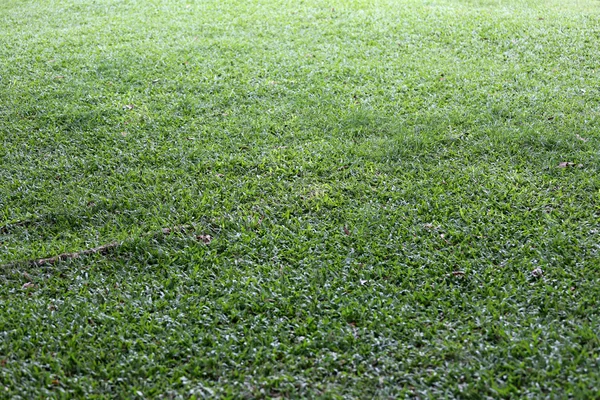 Champ d'herbe verte et perspective pour copier l'espace à des fins multiples — Photo