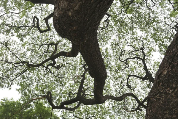 Rama del árbol tropical grande en el parque público para la naturaleza de diseño — Foto de Stock