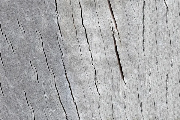 Surface Tree trunk of bark tree weathered. — Stock Photo, Image