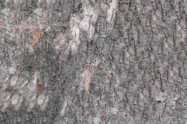 表面的风化的树皮树的树干. — 图库照片