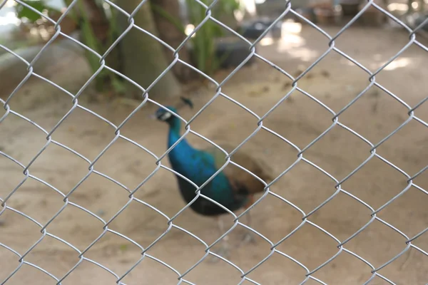 Peacock van conserve vogels zijn gevangen in een kooi. — Stockfoto
