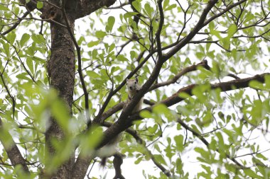 ağaç üzerinde şube sincap.