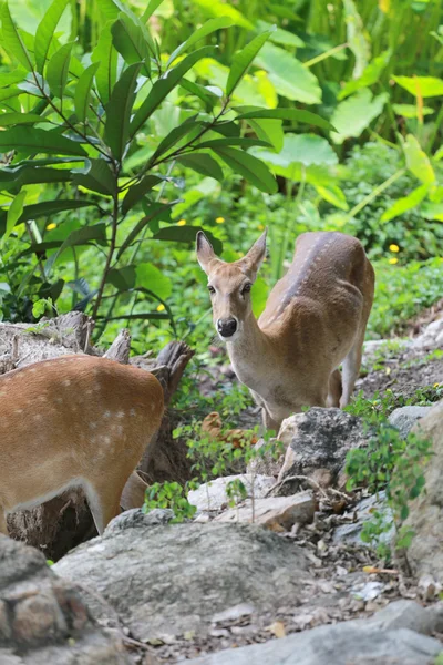 Ciervos o animales jóvenes en el bosque . —  Fotos de Stock