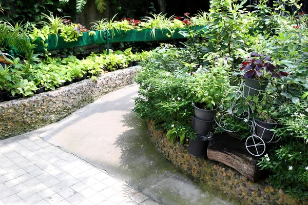 Walkway in the public park of beautiful plant. — Stock Photo, Image