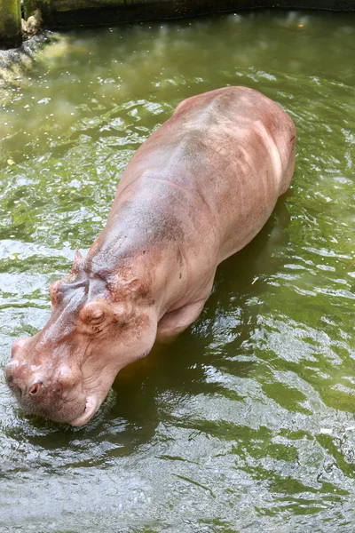 对浸泡水的河马. — 图库照片