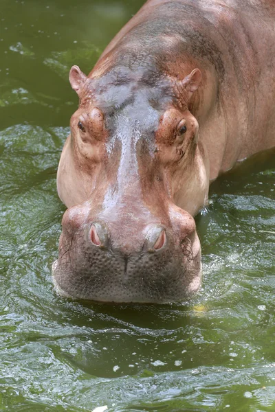 Hipopótamo a agua de remojo . —  Fotos de Stock
