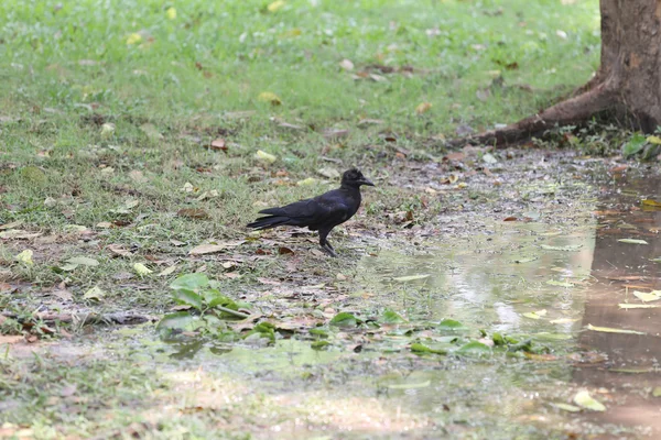 Corvo ou DAW em pé em áreas de planície do parque público . — Fotografia de Stock