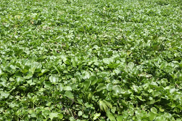 Water hyacinth plant is growing in canal max space for backgroun — Stock Photo, Image