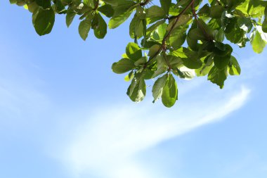 Mavi gökyüzü arka plan üzerinde genel parkta tropikal ağaçlar.