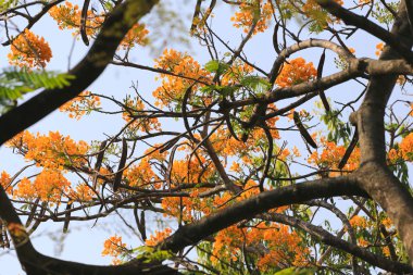 Turuncu tavuskuşu çiçek genel bahçede çiçek açan.