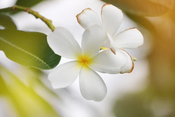 Біла слива або квітка франгіпані цвітуть на дереві . — стокове фото