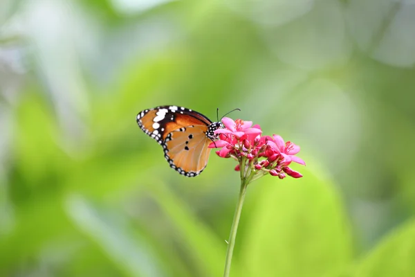 Inseto tropical de borboleta empoleirado em uma copa de árvore no parque público — Fotografia de Stock