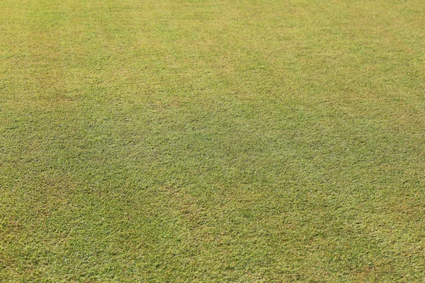 Green lawn in the evening public garden. — Stock Photo, Image