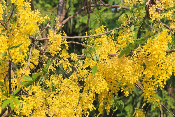 Cassia συρίγγιο ή χρυσή ντους άνθιση στο δέντρο στον κήπο. — Φωτογραφία Αρχείου