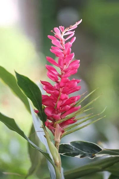 Plume de avestruz o flor de jengibre de cono rosa en el parque público . —  Fotos de Stock