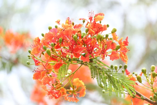 Flores de pavo real está floreciendo en el jardín público . — Foto de Stock