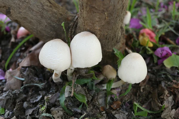 Giftige Pilze wachsen unter den Bäumen. — Stockfoto