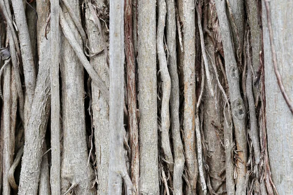 Kökleri veya Bahçe banyan ağacı gövde. — Stok fotoğraf