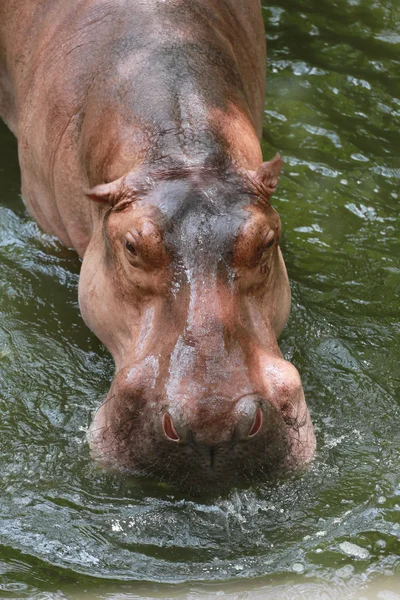 Nijlpaard om te genieten van water. — Stockfoto