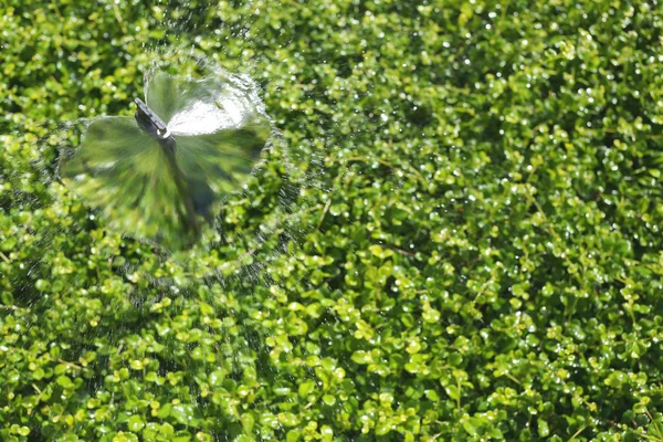 スプリンガーは観賞用グリーン ツリーに広がり水を実行している、 — ストック写真