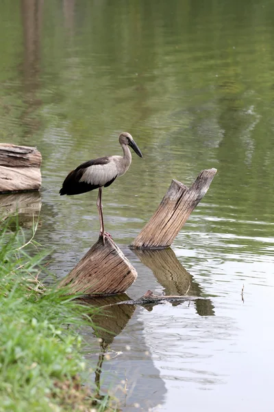 Czapla lub pelikany stojąc na drewno publiczny Park. — Zdjęcie stockowe