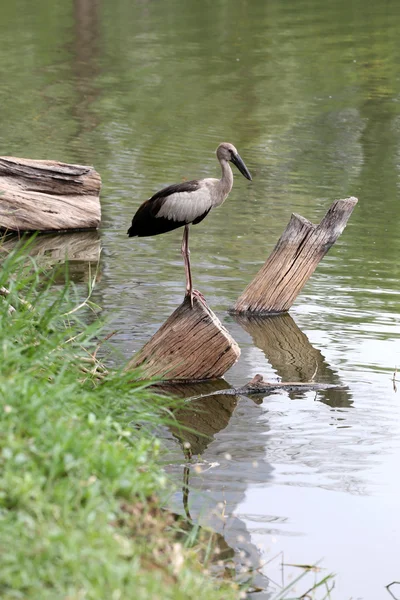 Hägrar eller pelikaner stående på timmer av offentlig park. — Stockfoto