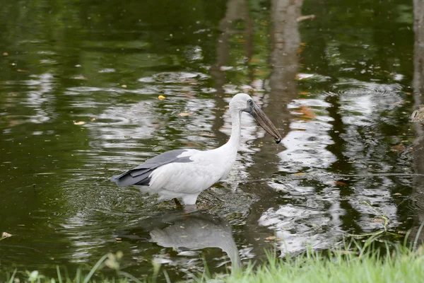 Цапля или пеликаны стоят в пруду . — стоковое фото