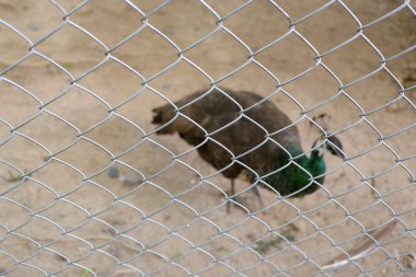 Tavuskuşu konserve kuş bir kafesin içinde sıkışmış.