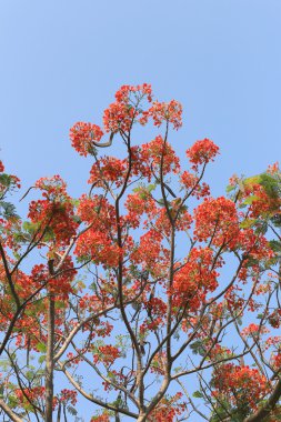 Tavus kuşu çiçek genel bahçede çiçek açan.