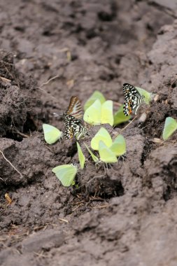 Sarı kelebekler mineraller yere yeme.