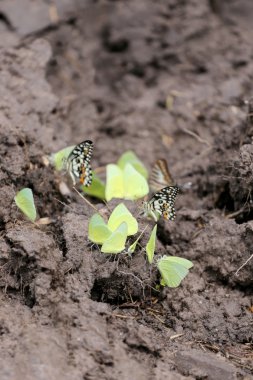 Sarı kelebekler mineraller yere yeme.