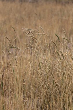Tarımsal alanlarda kuru ot.