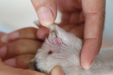 bir köpek büyük kene.