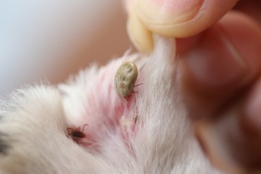 bir köpek büyük kene.